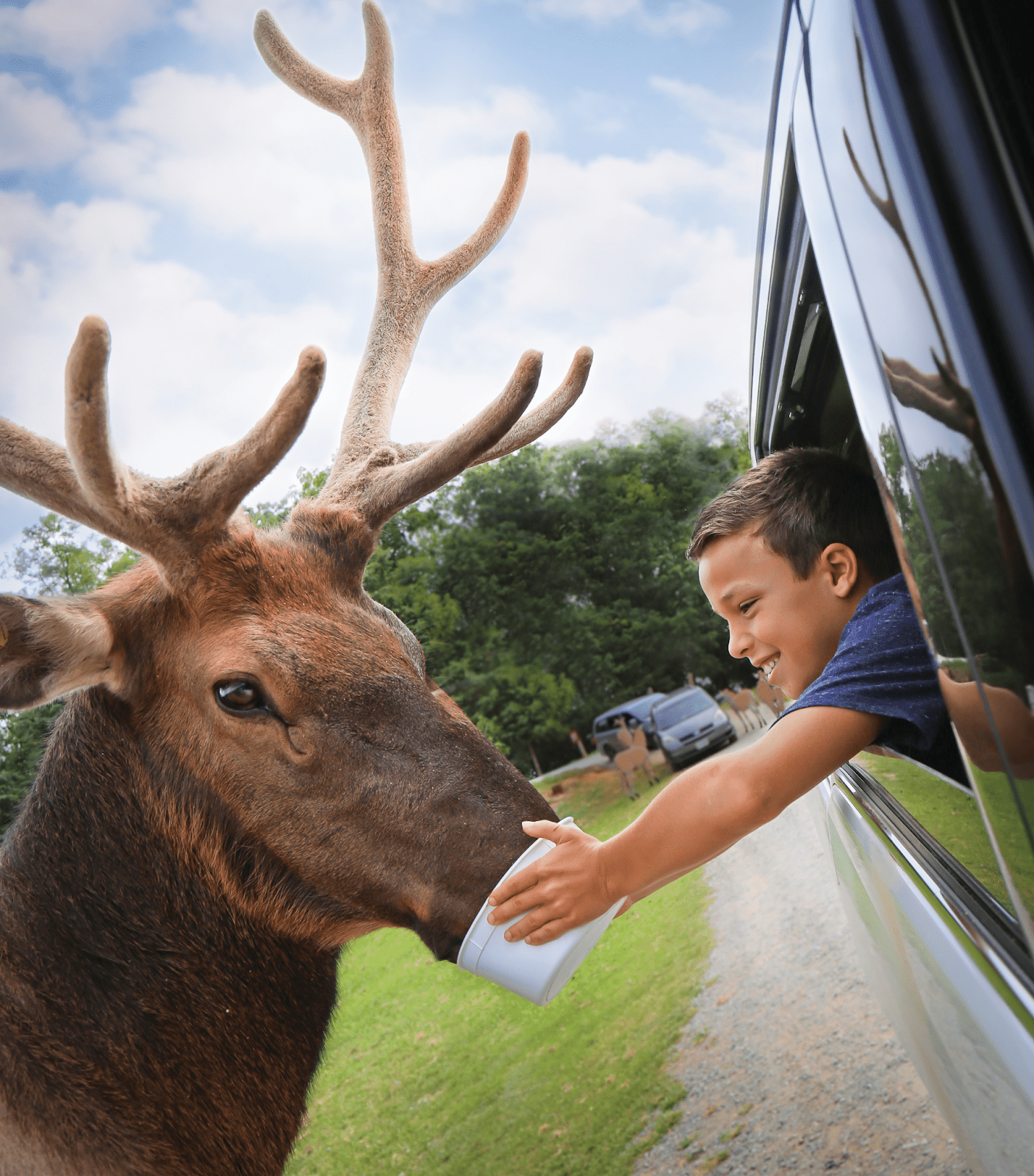 Vsp Elk And Boy Lexington Rockbridge Tourism
