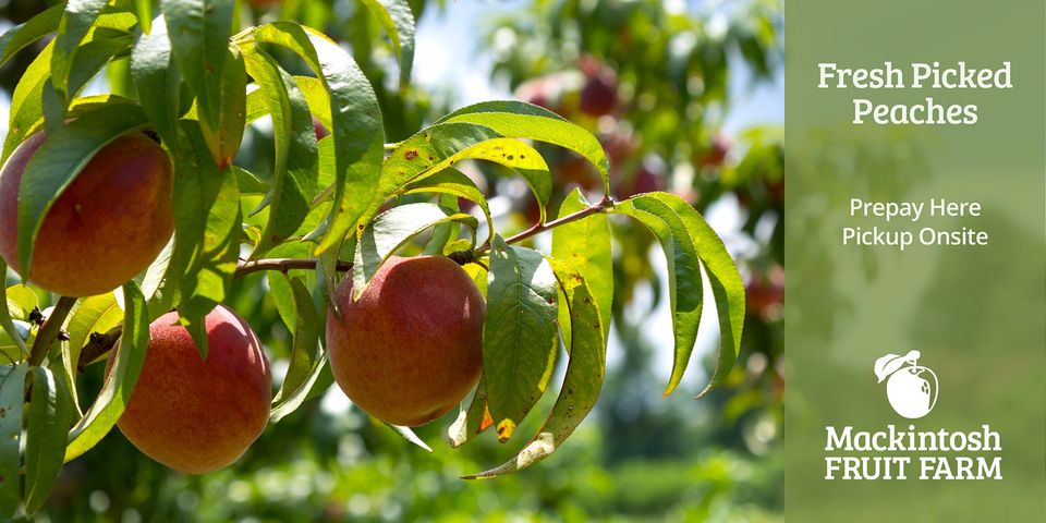 Fresh Peaches From Mackintosh Fruit Farm -thursday Pick Up