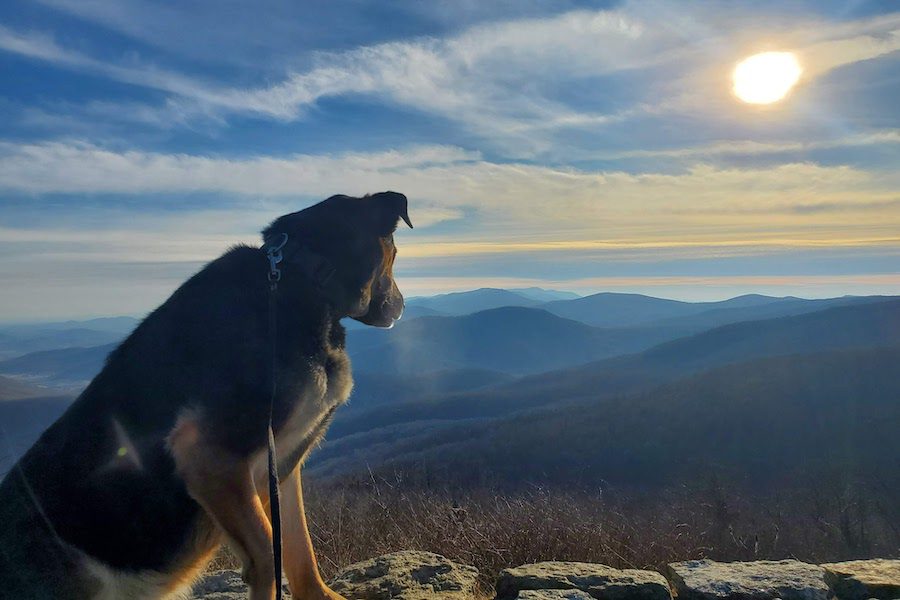 Dog Overlooking Mountains