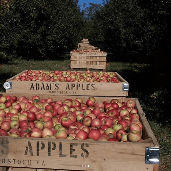 Adam’s Apples and Herbs