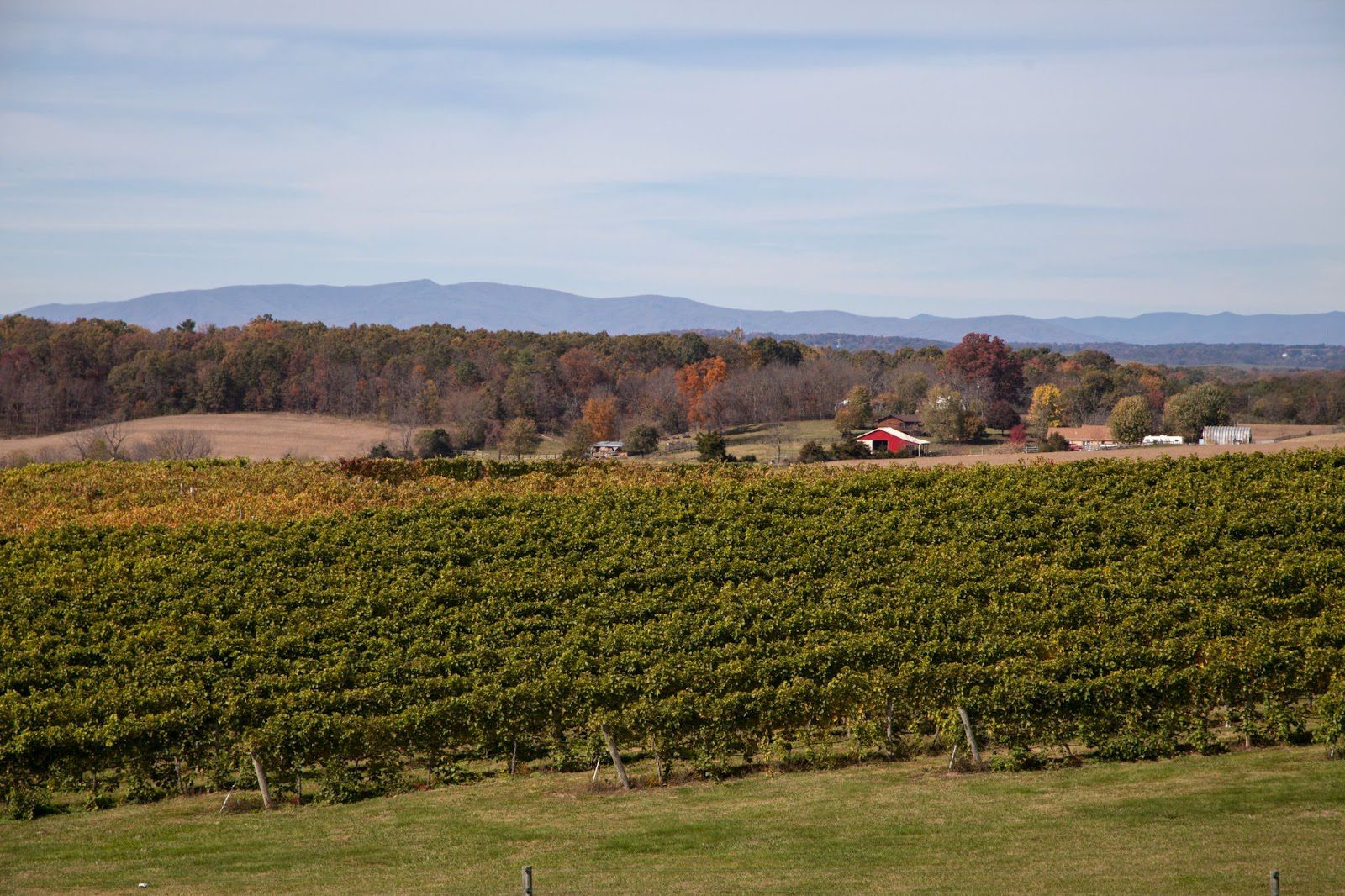 Shenandoah Valley Vineyards with Views